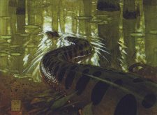 Anaconda