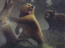 Grizzly Bears