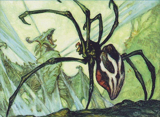 Silklash Spider