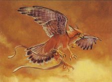 Suntail Hawk