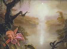 Swamp