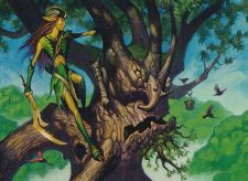 Ambassador Oak
