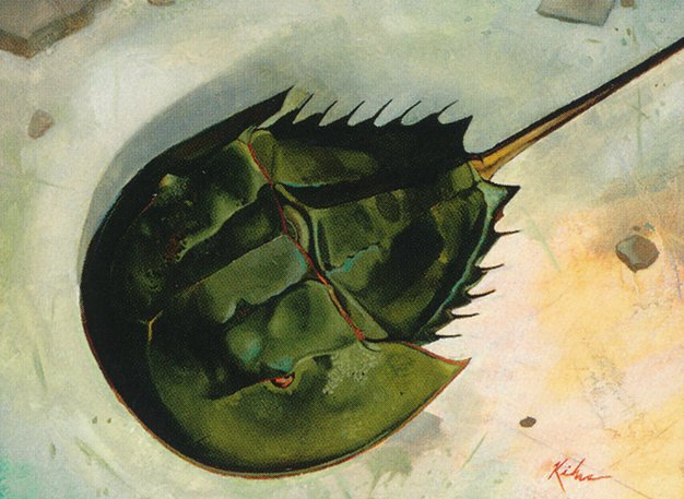 Horseshoe Crab
