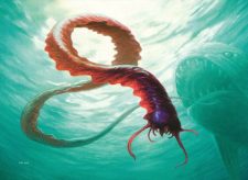 Reef Worm