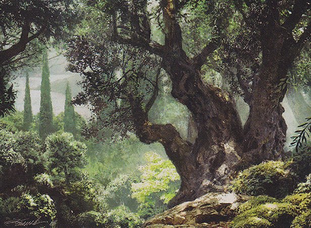 Forest
