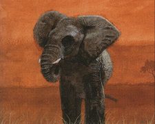 War Elephant