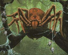 Canopy Spider