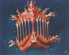 Coral Helm