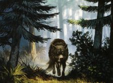 Wandering Wolf