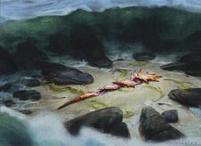 Coastal Discovery