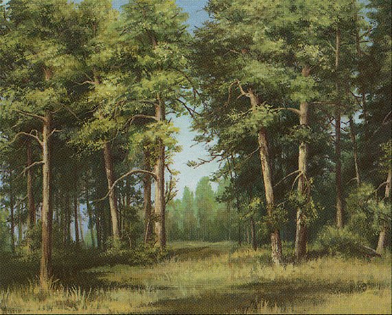 Forest