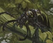 Pincher Beetles