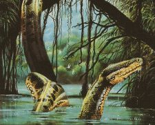 River Boa