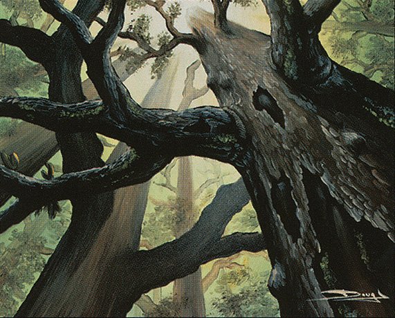 Forest