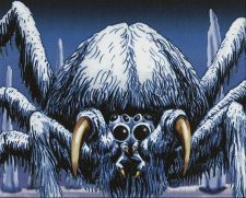 Woolly Spider