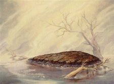 Barren Moor