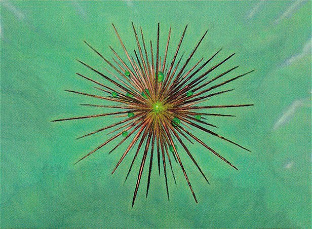 Wayfarer’s Bauble