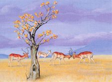 Karoo
