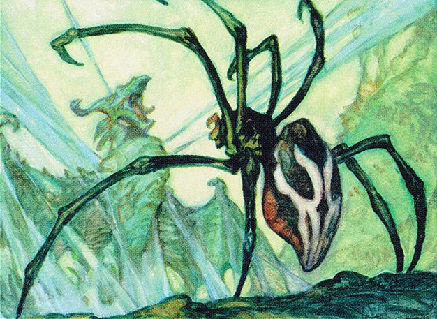 Silklash Spider