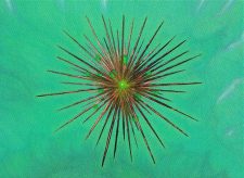 Wayfarer’s Bauble