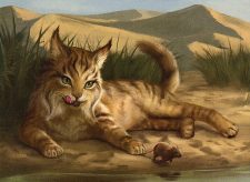 Hungry Lynx