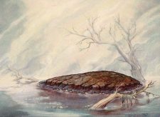 Barren Moor