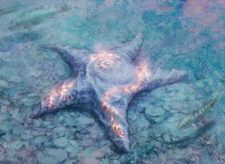 Sigiled Starfish
