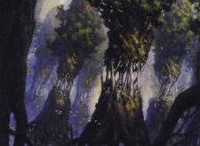 Evolving Wilds