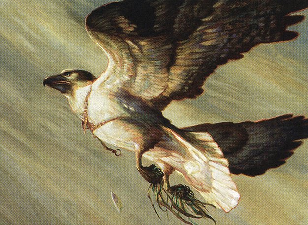 Cartographer’s Hawk