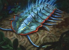 Cryptic Trilobite