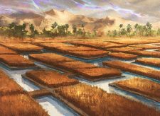 Irrigated Farmland
