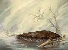 Barren Moor