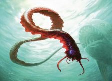 Reef Worm