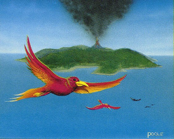 Birds of Paradise