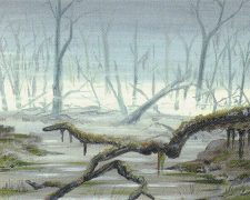 Swamp