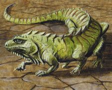 Thicket Basilisk