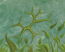 Green Ward