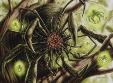 Orbweaver Kumo