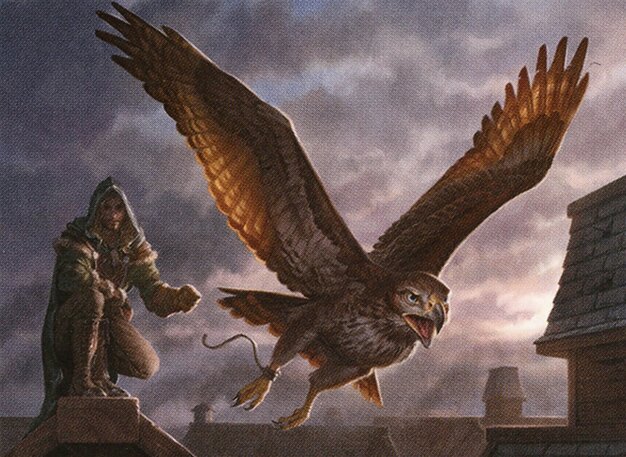 Scouting Hawk