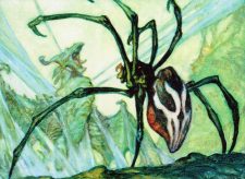 Silklash Spider