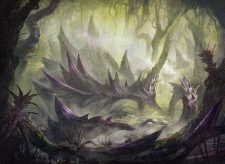 Swamp