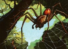 Deadly Recluse