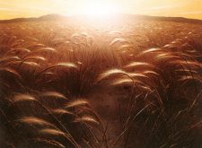 Plains