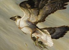 Cartographer’s Hawk