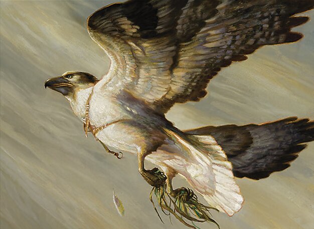 Cartographer’s Hawk