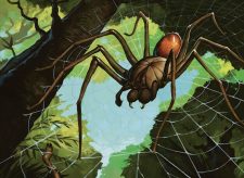 Deadly Recluse