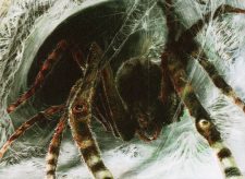 Sentinel Spider