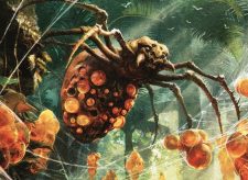 Sweet-Gum Recluse