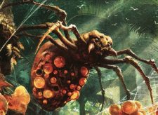 Sweet-Gum Recluse
