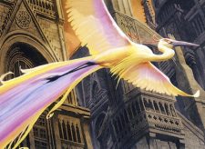 Birds of Paradise